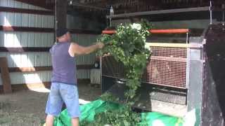 Picking Hops at Voss Farms Part 2