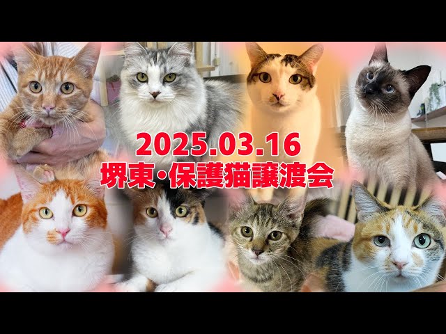 2025/03/16 【ねころ部主催】大阪府堺東＠保護猫譲渡会行ってきました