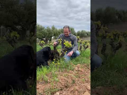 Bodegas RODA |