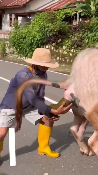 tutorial memegang kotoran sapi