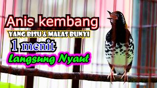PANCINGAN AMPUH BUAT ANIS KEMBANG YANG MALAS BUNYI