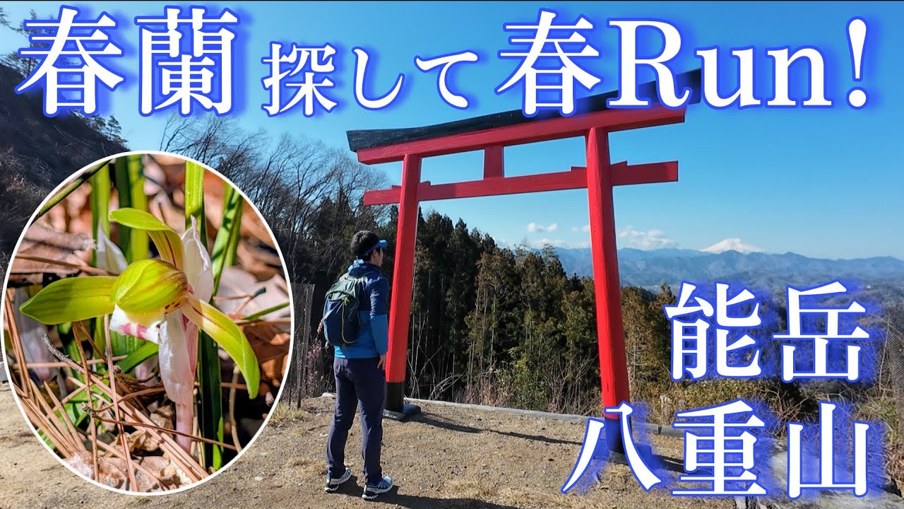 激安特価【天然野生の春蘭＊山採り】ぷっくり元気な花芽が３つ！根っこが超絶ワイルド Amazon.co.jp: 【山野草】 春蘭 （ シュンラン ） 花芽付き 商品番号sr