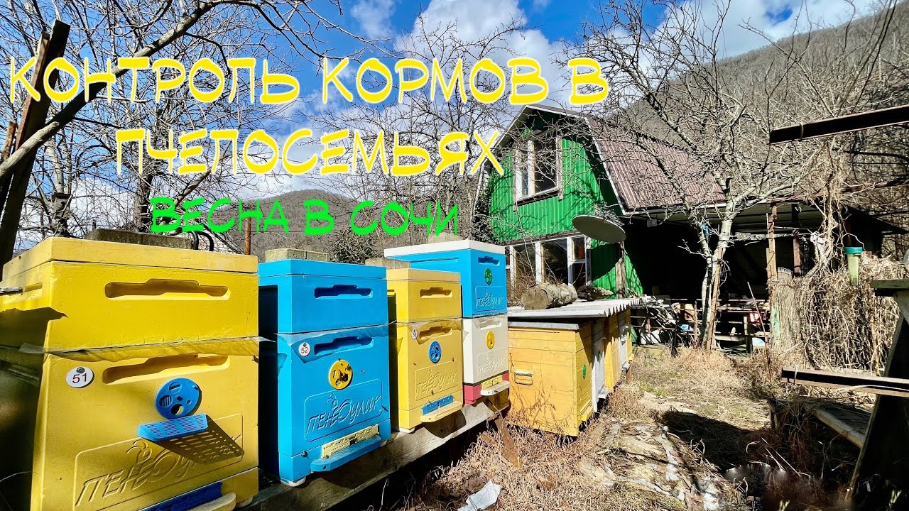 Весенний старт и контроль кормов в семьях. Пасека в Сочи. 07.03.2026