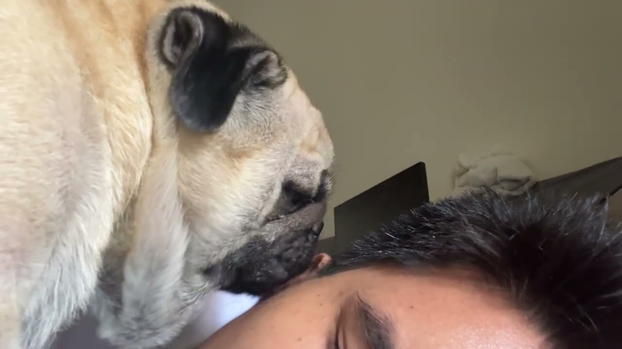 Dog’s Sweet Birthday Surprise: Head Licks Galore! 🥹🐕