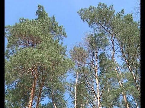 Зеленые легкие Земли. 21 марта — Международный день лесов