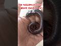 My millipede is dead? What should I do!