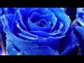 Miniature de la vidéo de la chanson Le Rose Blu