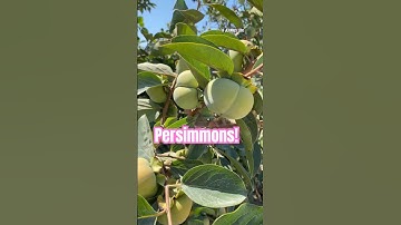 This Fuyu Persimmon Tree Is Fully Loaded! #Shorts #FuyuPersimmon #PersimmonTree