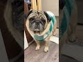 とんちゃん&ぺっぺこvlog53