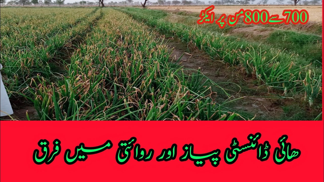 Onion/Payaz payaz 700/800 man per acre kasiy,,,,,,,,,??????