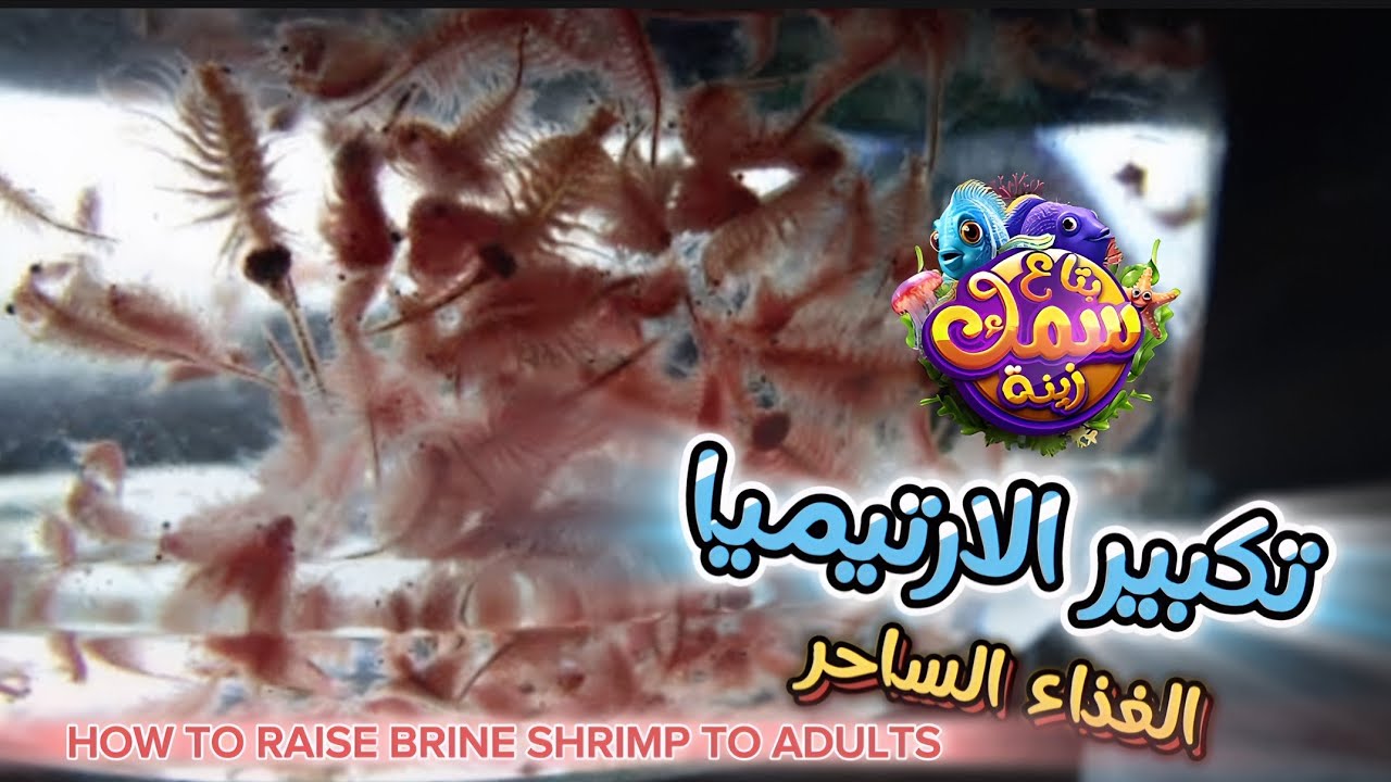 تكبير الارتيميا الغذاء الساحر