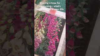 #spring #waterfall #journal …a season of awakening, soft and gentle or a roaring storm screenshot 4