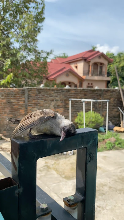 KISAH PERJALANAN HIDUP SAMSON SI BURUNG KUTILANG DARI KECIL HINGGA DEWASA DAN BISA FREE FLY