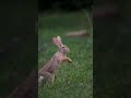 Rabbit play a gamerabbit   youtubeshorts shorts dafniland