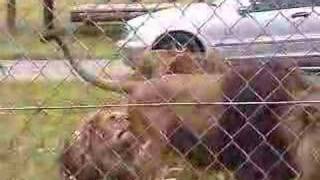 Lion Pees All Over Other Lion Funny As Hell