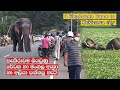 3 wild elephants came kekirawa and Intimidation villages #rewatha #mangala