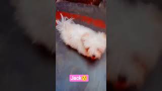 Maltese 🐶#maltese #puppy #trending #viralsong #fypシ゚viral #pets #lifestyle @jack and shiro VLOG.💨✨🐶👀