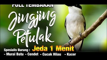 MASTERAN JINGJING PETULAK ....!!