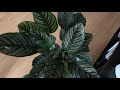 Cuidados de las Calateas | Os enseño mi Calathea Ornata | Infojardineria