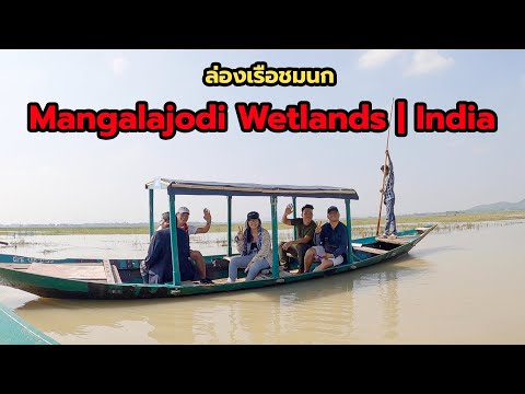 วีดีโอ: ดูนกที่ Mangalajodi บนทะเลสาบ Chilika ใน Odisha