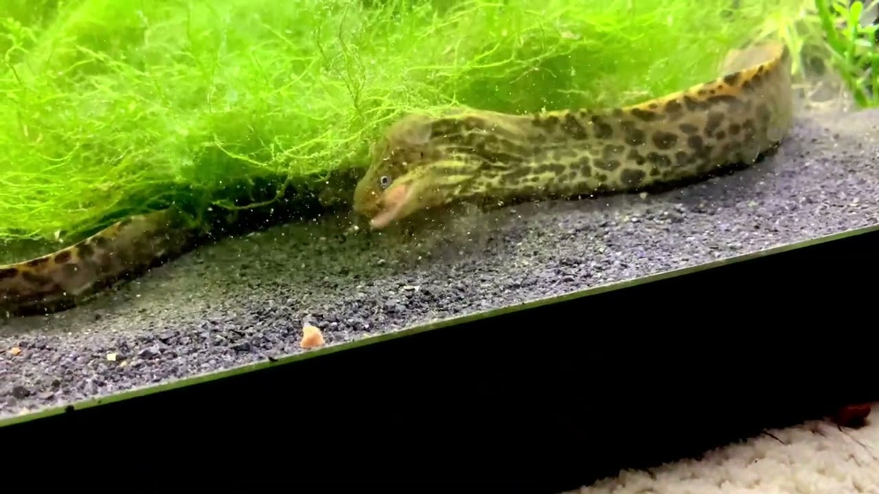 This Freshwater Tiger Moray Eel is Pellet Trained