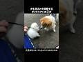 犬見知りになる原因を作ってしまったことを後悔しています