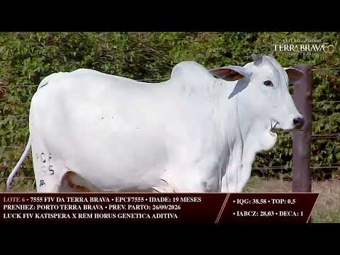 LOTE 06   EPCF 7555