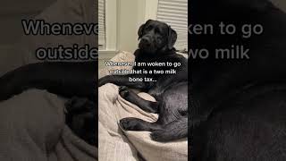 Celebrity Dog is NOT HAPPY after being woken from a DEEP sleep!! 😅 Net Worth