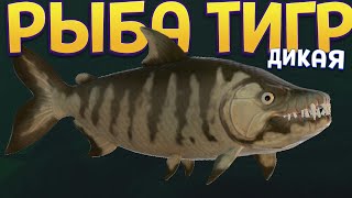 ДИКАЯ РЫБА ТИГР ( Feed and Grow: Fish )