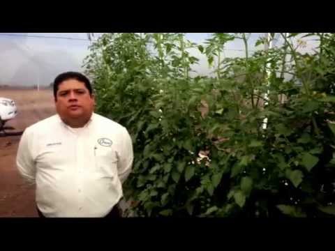 Video: Sal Del Tizón Tardío En Los Tomates: Cómo Procesar Correctamente Los Tomates