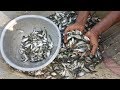 Fishing / 100 KG + Country Fish Catching From Canal / Traditional Way Of Catching Huge Fish