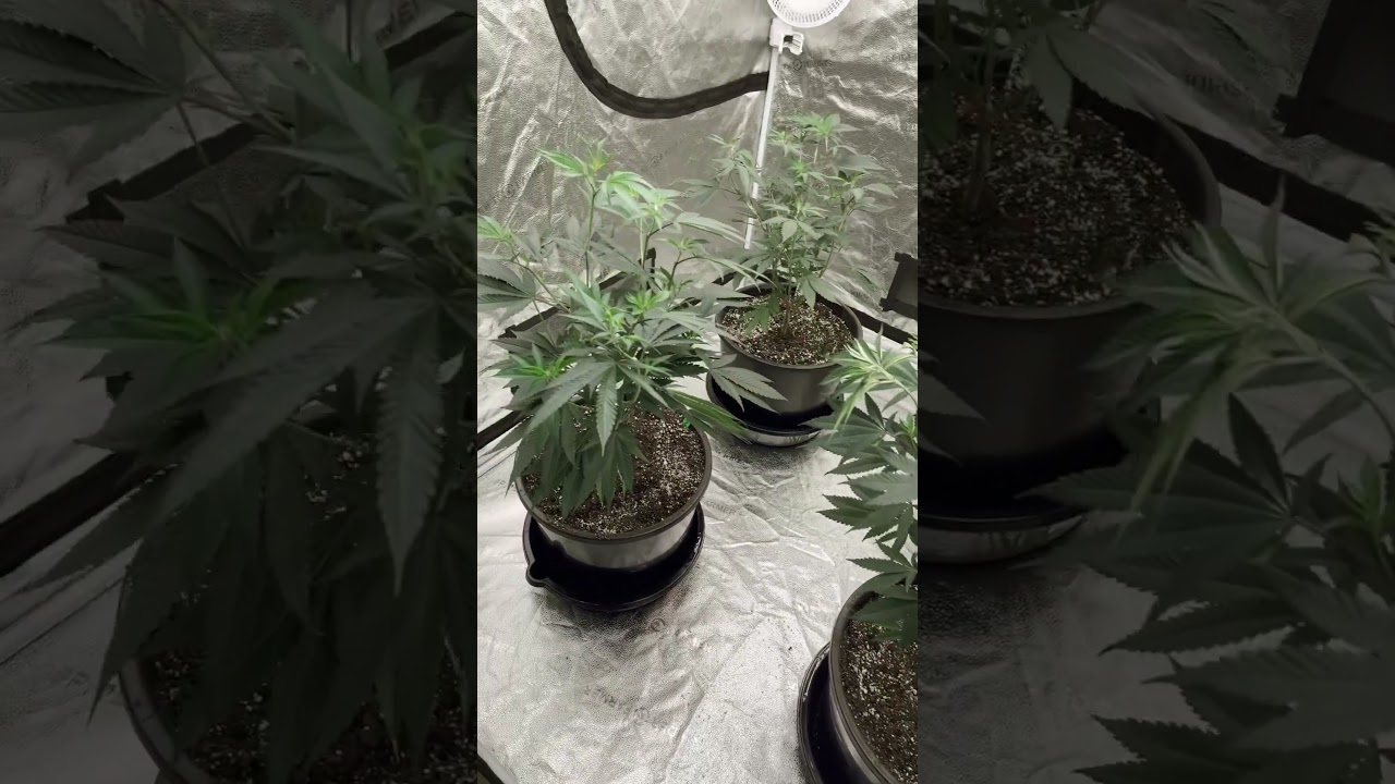 4 plants in the 5x5 - 2 Skywalker OG, 2 Fruity Pebbles OG