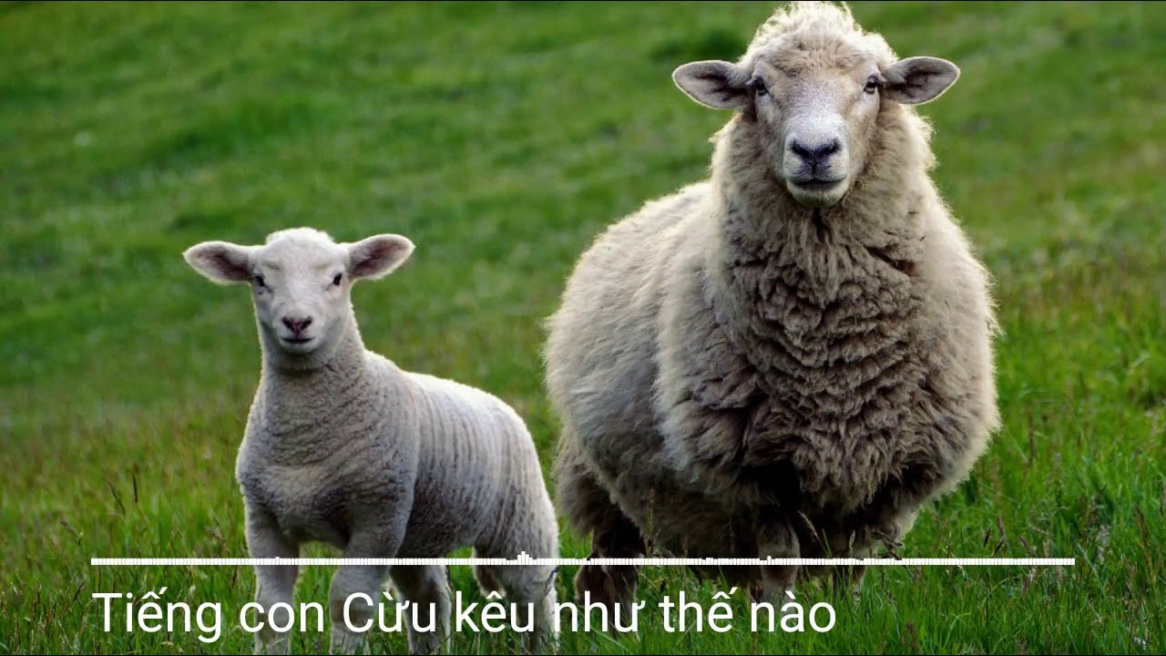 Tiếng con Cừu kêu như thế nào - YouTube
