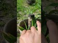 #юкка #комнатныерастения #деревья #дача
