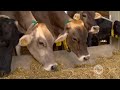 Conozca cómo debe ser la dieta de sus vacas lecheras en trópico bajo - La Finca de Hoy