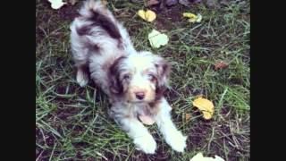Все породы собак.Австралийский пудель (Aussiedoodle) Все породы собак.Австралийский пудель (Aussiedoodle)