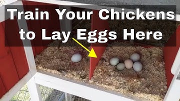 How Do Chickens Know Where to Lay their Eggs? (Bonus: How to Teach them Where to Lay Eggs!)