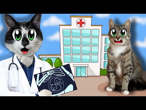 Видео: Как долго живут кошки?