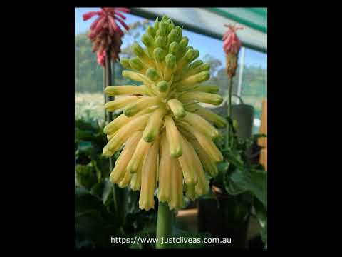 Veltheimia Bracteata Mixed L