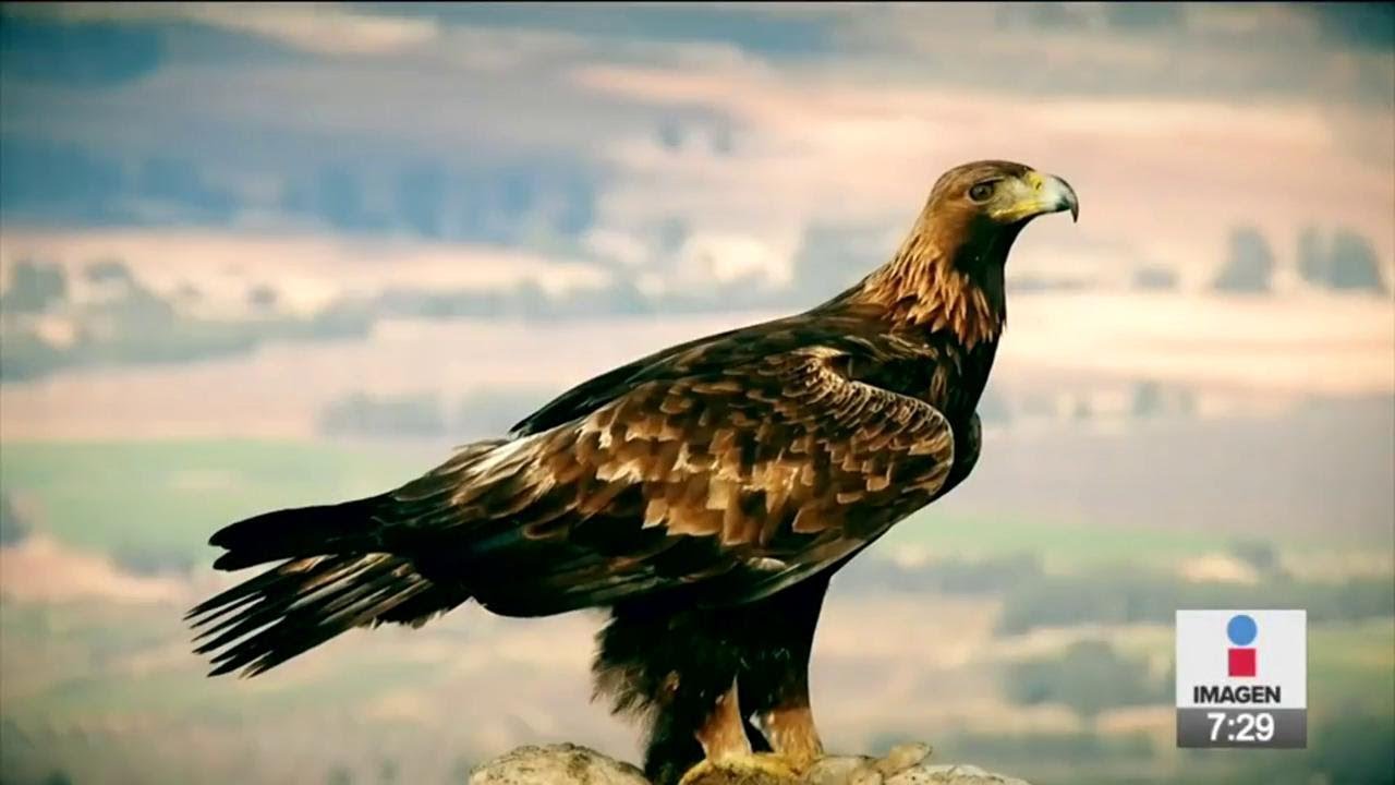 Emblema y símbolo nacional, el águila real se extingue