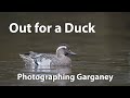 Photographing a most difficult duck garganey are usually a shy species this one was tame