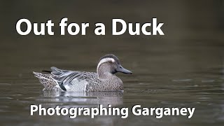 Photographing a most difficult duck. Garganey are usually a shy species this one was tame.