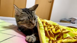熱中症が心配になったので猫を起こしに行った結果