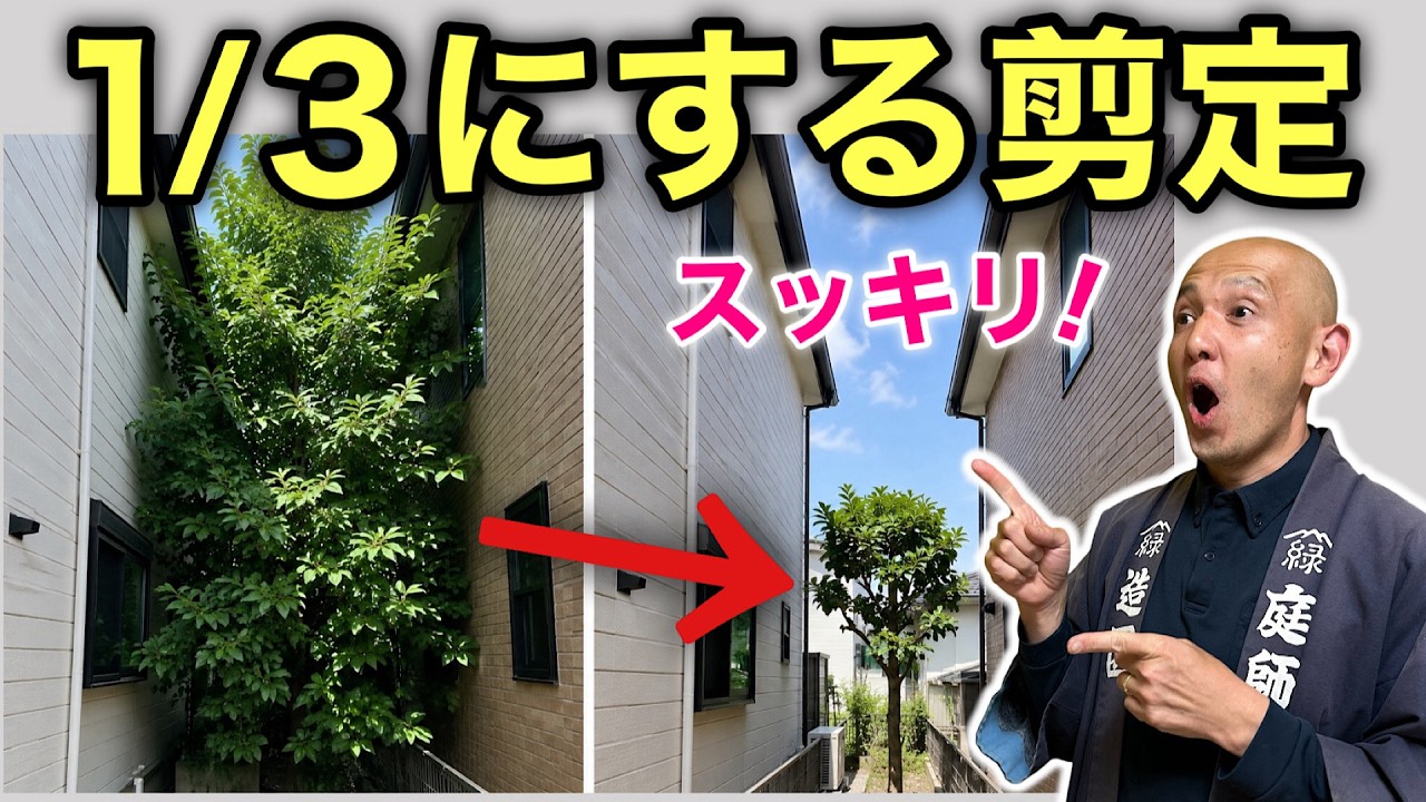 巨大化した木を小さくする】1/3サイズに整える安全な切り方 