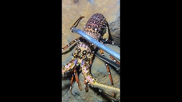 LIVE🔴-Diving under the sea to catch eels, crabs and sea cucumbers | P2-1