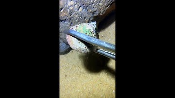 LIVE🔴-Diving under the sea to catch eels, crabs and sea cucumbers | P2-1