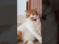10 Signs Your Cat Is Truly Happy! #CatHappiness #HappyCat #CatLove #CatParents #PetCare #CatShorts