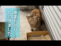 サビちゃんの雨宿り