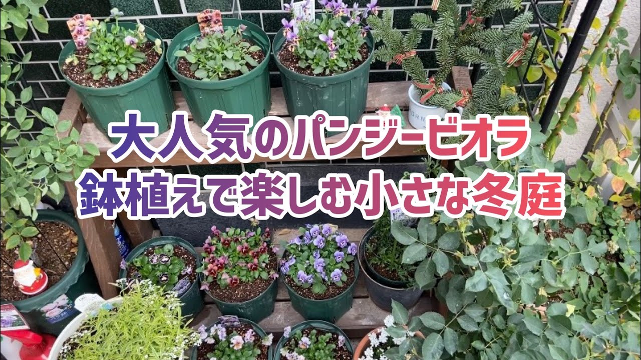 パンジーとビオラの育て方