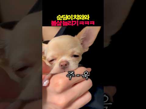 순딩이 치와와 볼살 늘리기 ㅋㅋㅋㅋ thumbnail